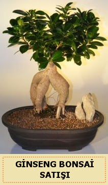 thal Ginseng bonsai sat japon aac  Ankara ankaya online ieki , iek siparii 