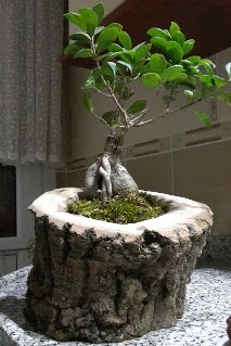 Ahap ktk ierisinde ginseng bonsai  Ankara ankaya iek gnderme sitemiz gvenlidir 