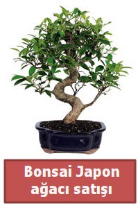 Japon aac bonsai sat  Ankara ankaya online ieki , iek siparii 