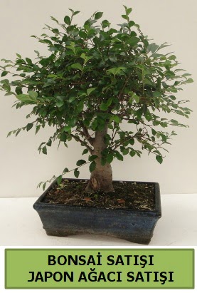 Minyatr bonsai japon aac sat  ankaya iekiler 14 ubat sevgililer gn iek 