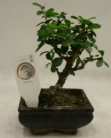Kk minyatr bonsai japon aac  ankaya hediye sevgilime hediye iek 
