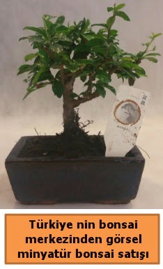 Japon aac bonsai sat ithal grsel  Ankara ankaya anneler gn iek yolla 