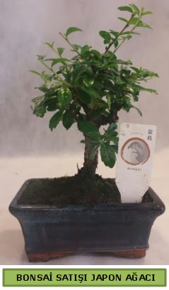 Minyatr bonsai aac sat  ankaya hediye sevgilime hediye iek 