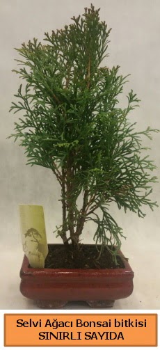 Selvi aac bonsai japon aac bitkisi  ankaya iek servisi , ieki adresleri 