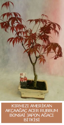 Amerikan akaaa Acer Rubrum bonsai  Ankara ankaya iek , ieki , iekilik 