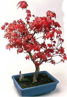 Amerikan akaaa bonsai bitkisi  Ankara ankaya anneler gn iek yolla 