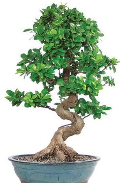 Yaklak 70 cm yksekliinde ithal bonsai  Ankara ankaya iek online iek siparii 