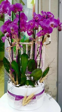 Seramik vazoda 4 dall mor lila orkide  Ankara ankaya iek gnderme 