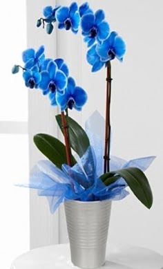 Seramik vazo içerisinde 2 dallı mavi orkide  Ankara Çankaya çiçek mağazası , çiçekçi adresleri 