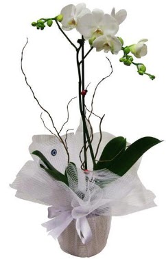 Tek dallı beyaz orkide  Ankara Çankaya çiçekçi telefonları  
