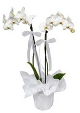 2 dall beyaz orkide  ankaya ieki iek siparii vermek 