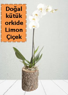 Doal ktkte tek dall beyaz orkide  Ankara ankaya iek online iek siparii 