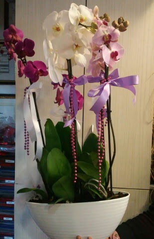 Mor ve beyaz ve pembe 6 dall orkide  ankaya kaliteli taze ve ucuz iekler 