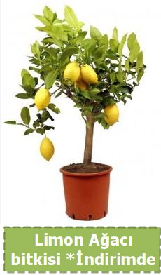 Limon aac bitkisi Ev iin limon bitkisi  Ankara ankaya iek maazas , ieki adresleri 