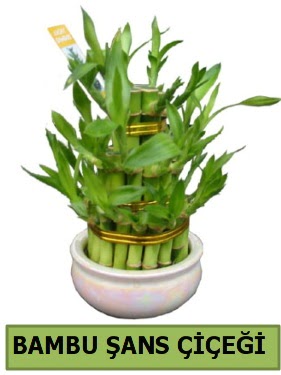 Bambu ans iei bitkisi  Ankara ankaya iek online iek siparii 