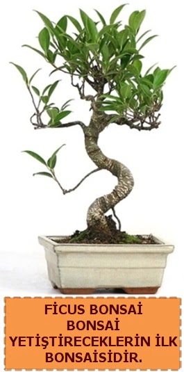 Ficus bonsai 15 ile 25 cm arasndadr  Ankara ankaya anneler gn iek yolla 