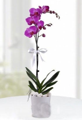 Tek dall saksda mor orkide iei  Ankara ankaya nternetten iek siparii 