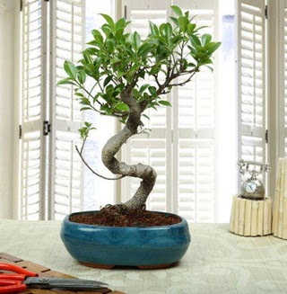 Amazing Bonsai Ficus S thal  Ankara ankaya iek gnderme sitemiz gvenlidir 