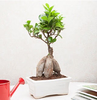 Exotic Ficus Bonsai ginseng  Ankara iek yolla ankaya internetten iek sat 