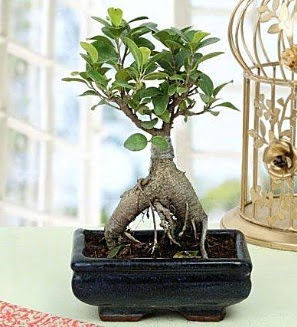 Appealing Ficus Ginseng Bonsai  Ankara ankaya hediye iek yolla 