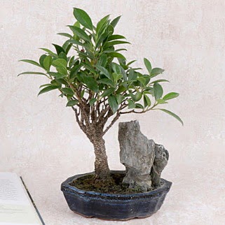 Japon aac Evergreen Ficus Bonsai  ankaya iekiler 14 ubat sevgililer gn iek 