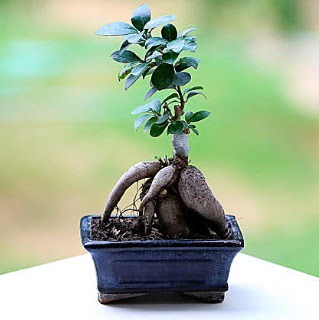 Marvellous Ficus Microcarpa ginseng bonsai  Ankara ankaya iek yolla 