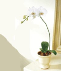  ankaya hediye sevgilime hediye iek  Saksida kaliteli bir orkide