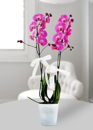 ift dall mor orkide  Ankara ankaya nternetten iek siparii 
