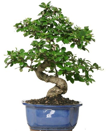 21 ile 25 cm aras zel S bonsai japon aac  Ankara ankaya iek online iek siparii 