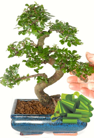 Yaklak 25 cm boyutlarnda S bonsai  Ankara ankaya online ieki , iek siparii 