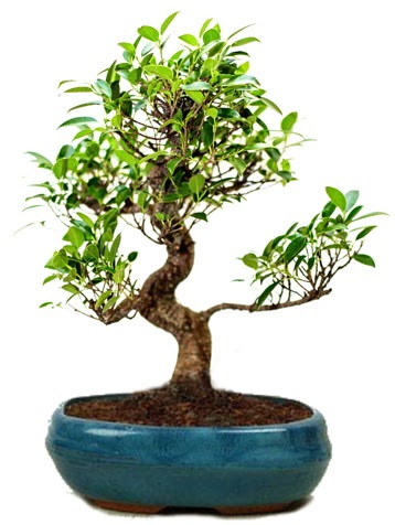 25 cm ile 30 cm aralnda Ficus S bonsai  ankaya iekiler 14 ubat sevgililer gn iek 