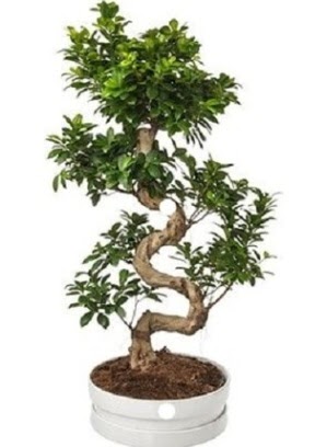 90 cm ile 100 cm civar S peyzaj bonsai  ankaya iekiler 14 ubat sevgililer gn iek 