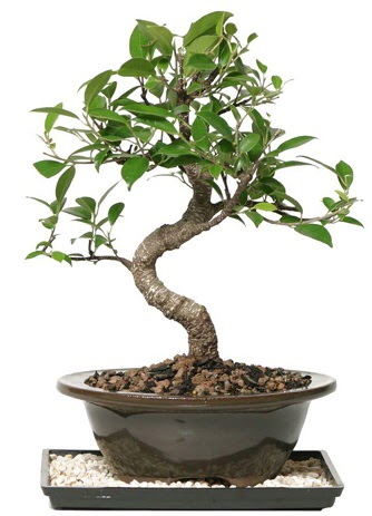 Altn kalite Ficus S bonsai  Ankara ankaya iek online iek siparii  Sper Kalite