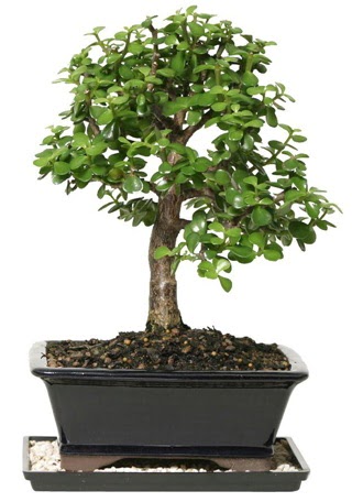 15 cm civar Zerkova bonsai bitkisi  Ankara ankaya online ieki , iek siparii 