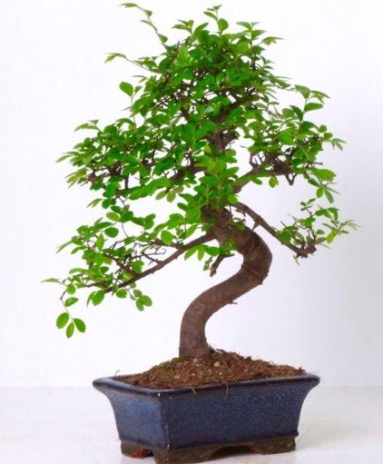 S gvdeli bonsai minyatr aa japon aac  ankaya iekiler 14 ubat sevgililer gn iek 