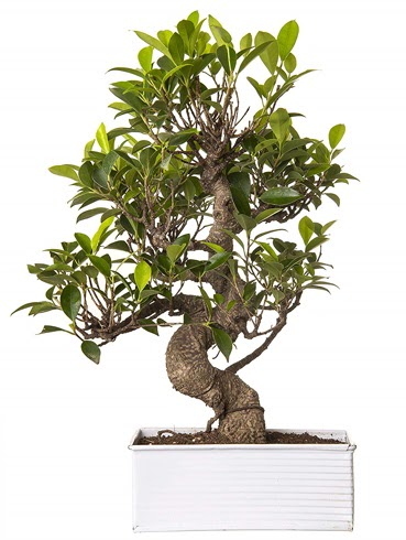 Exotic Green S Gvde 6 Year Ficus Bonsai  ankaya iekiler 14 ubat sevgililer gn iek 