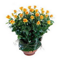  Ankara çiçek siparişi Çankaya çiçek satışı  10 adet sari gül tanzim cam yada mika vazoda çiçek