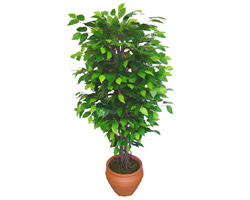 Ficus Benjamin 1,50 cm   Ankara Çankaya hediye çiçek yolla 