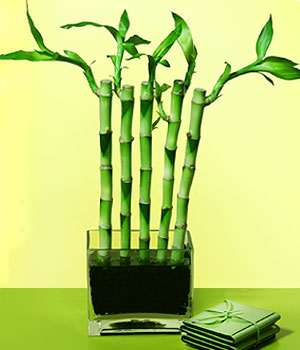  Ankara Çankaya hediye çiçek yolla  Good Harmony Lucky Bamboo camda