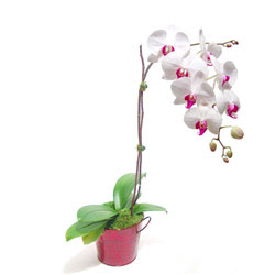  Çankaya hediye sevgilime hediye çiçek  Saksida orkide