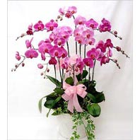  Ankara çiçek siparişi Çankaya çiçek satışı  3 adet saksi orkide  - ithal cins -