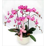  Ankara Çankaya çiçekçiler  3 adet saksi da orkide - yerli ege cins -