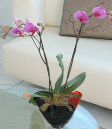  Çankaya yurtiçi ve yurtdışı çiçek siparişi  tek dal ikili orkide saksi çiçegi