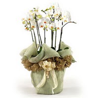  Ankara Çankaya online çiçekçi , çiçek siparişi  3 dal orkide , saksi çiçegi , 3 kök orkide