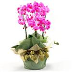  Ankara Çankaya uluslararası çiçek gönderme  2 dal orkide , 2 köklü orkide - saksi çiçegidir