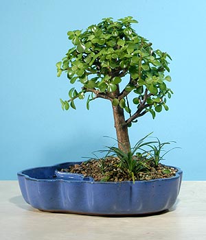 ithal bonsai saksi iegi  Ankara ankaya nternetten iek siparii 