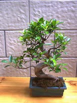 ithal bonsai saksi iegi  ankaya iek yolla ieki maazas 