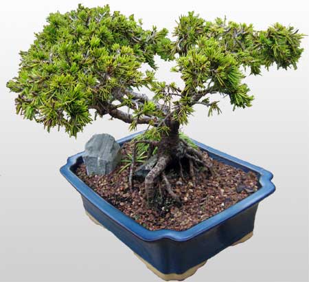 ithal bonsai saksi iegi  ankaya yurtii ve yurtd iek siparii 