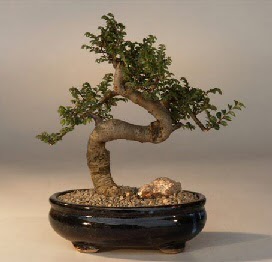 ithal bonsai saksi iegi  Ankara iek gnderme ankaya ucuz iek gnder 