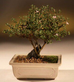 ithal bonsai saksi iegi  Ankara ankaya iekiler 